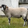 Swaledale Rams Image 4