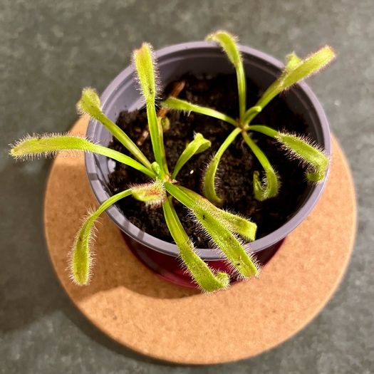 Carnivorous plants(Sundew/Drosera)
