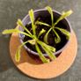 Carnivorous plants(Sundew/Drosera) Image 2