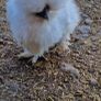 Usa Silkie Chicks And Fertile Eggs Image 3