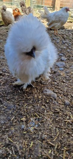 Usa Silkie Chicks And Fertile Eggs