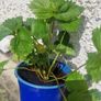strawberries Image 5