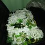 job lot artificial flowers Image 8