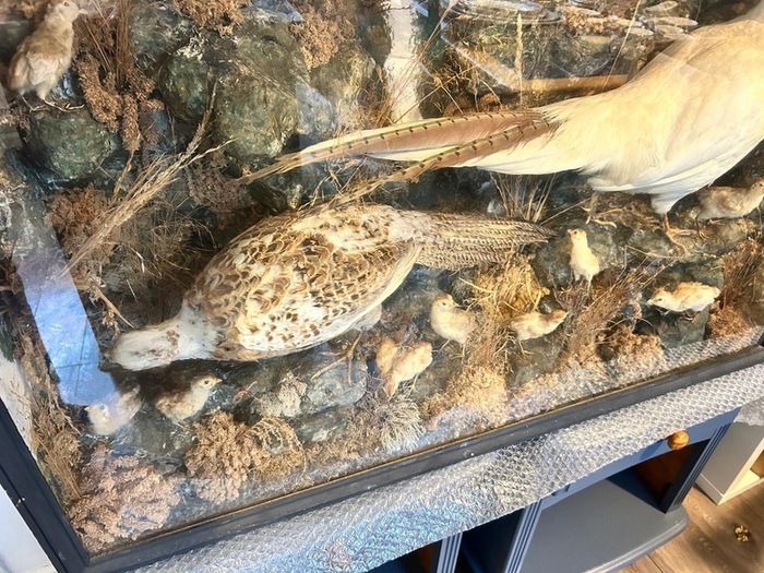taxidermy pheasants and chicks