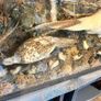 taxidermy pheasants and chicks Image 2