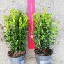 Box Hedging Image 2