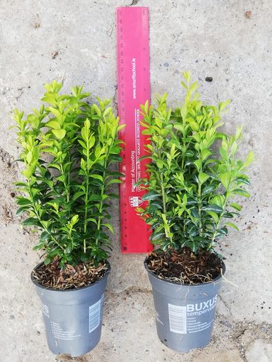 Box Hedging