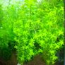 Aquarium plants Image 3