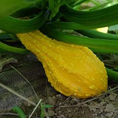 (P) Pumpkin Decorative Cou-Tors Hative seeds (5s) (413751)