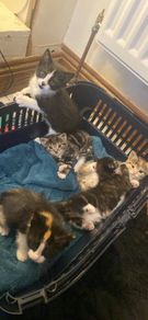 kittens for adoption