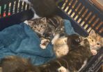 kittens for adoption