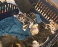kittens for adoption