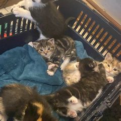 kittens for adoption