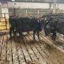 AAX Bulls Image 2