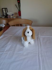 Cuddly Dog for Sale