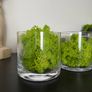 Glass vases x 3 with artificial moss Image 8