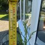 Conifer Tree Image 2