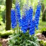 All Plants 5 Euro including rare varieties Image 2