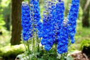 Delphinium Blue