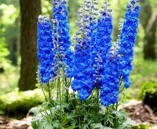 Delphinium Blue