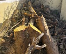 FREE Firewood