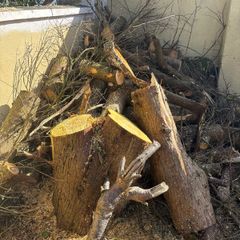 FREE Firewood