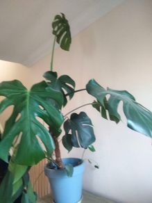 plant