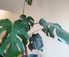 plant
