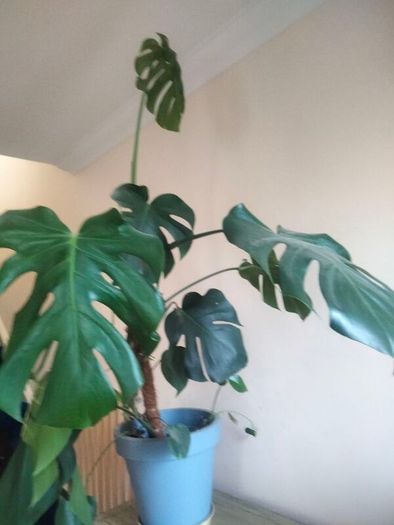 plant