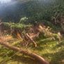 Free timber Image 2