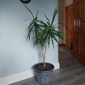 Potted indoor plant
