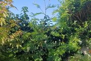 Acacia dealbata tree 6ft+