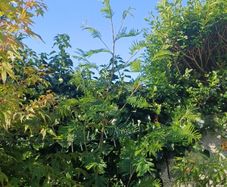 Acacia dealbata tree