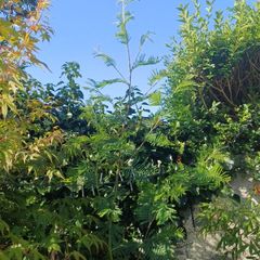 Acacia dealbata tree 6ft+