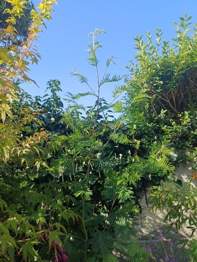 Acacia dealbata tree 6ft+