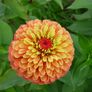 (Z) Colour Changing Zinnia Queen Lime Orange seeds 0.1g (416011) Image 2