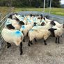 Suffolk cross hoggets (34 available) Image 4