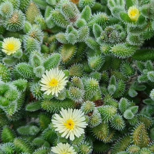 PICKLE PLANT (Delosperma echinatum)