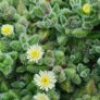 PICKLE PLANT (Delosperma echinatum) Image 4