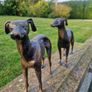 Pair of greyhounds Image 7