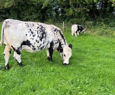 Suckler cows and calves Organic Speckle Park