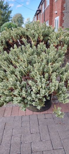 Plants