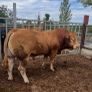 Bull Image 3