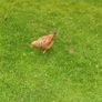 Roosters (FREE) Image 5