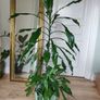 Tall Dracaena fragrans houseplant plant in the green plastic pot Image 2