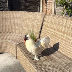 Silkie Rooster
