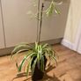 Spider plant Image 2