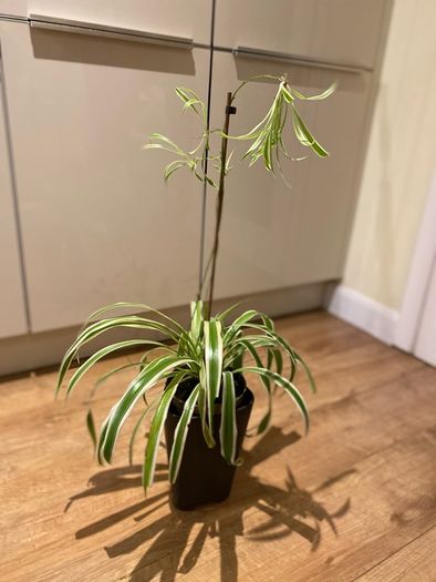 Spider plant