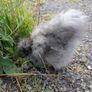 silkie hatching eggs Image 2
