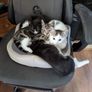 kittens Image 3